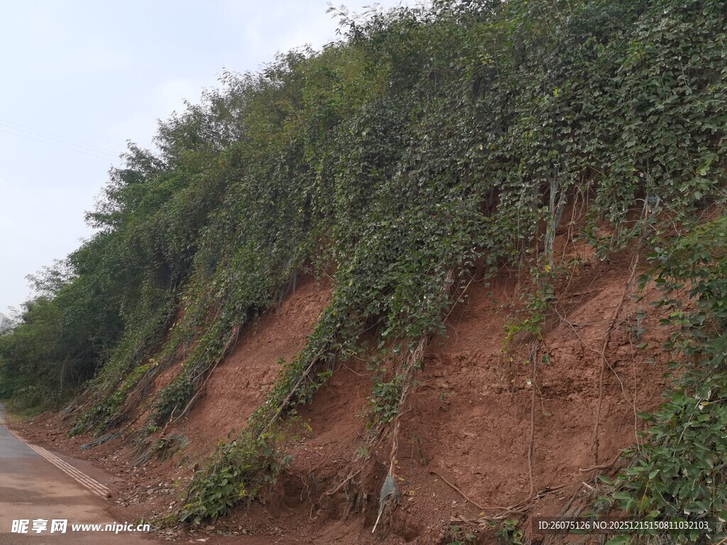 路边绿植覆盖的红土斜坡