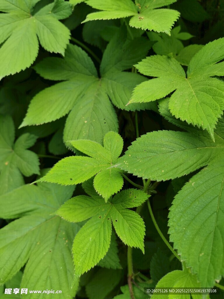 翠绿繁茂的掌状叶片植物
