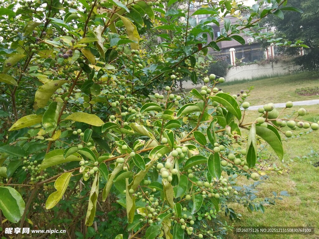 绿叶繁茂的户外植物景观