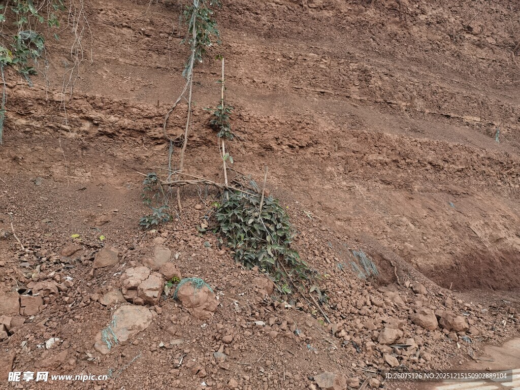 山坡上的绿色小植株