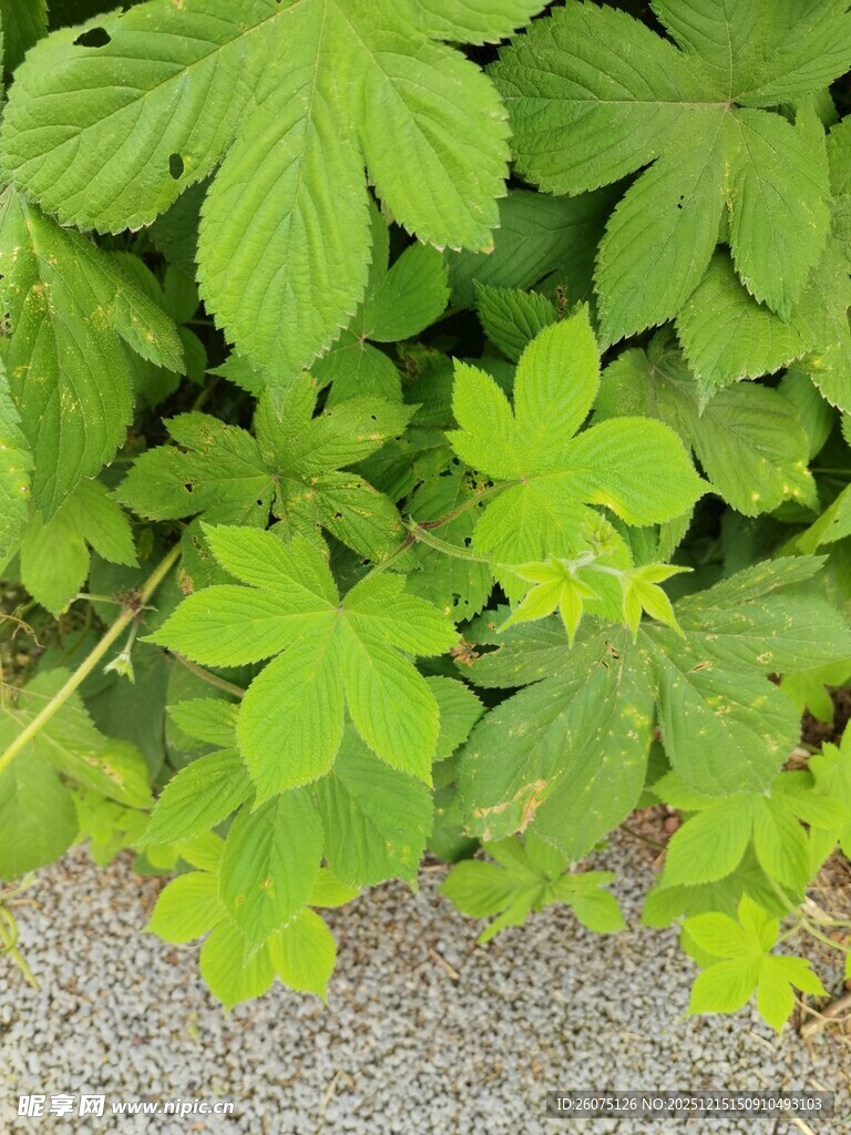 绿叶繁茂的植物景观