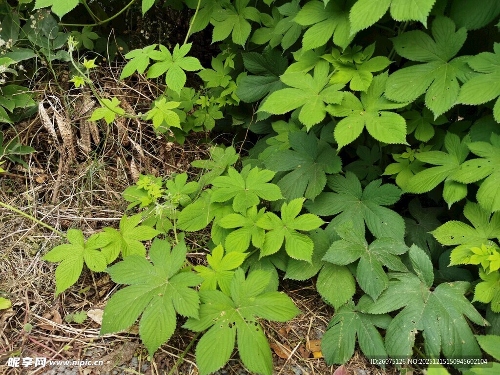 绿叶繁茂的野生植物景观