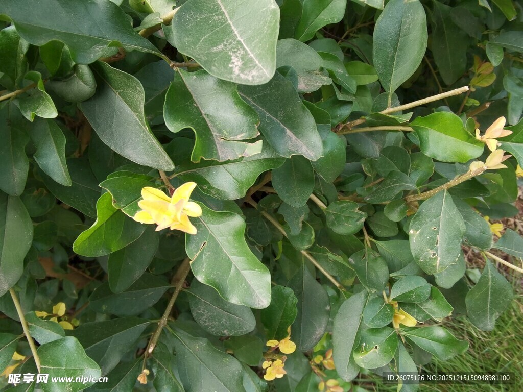 绿叶间的黄色小花绽放