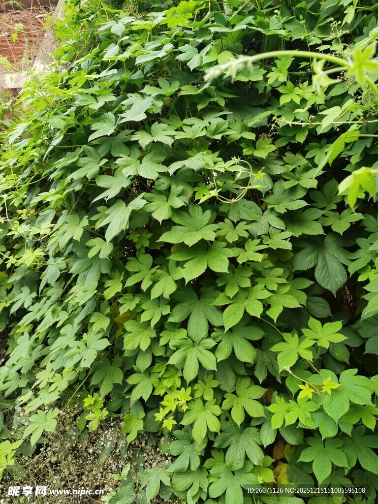 翠绿繁茂的爬藤植物
