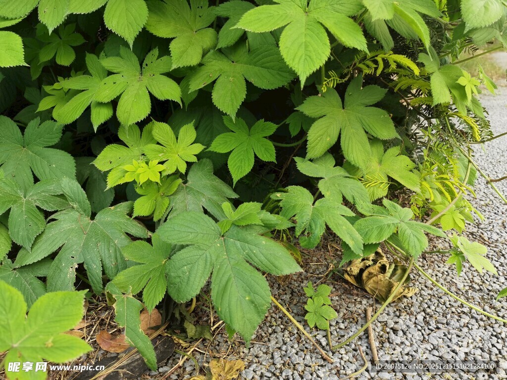 绿叶繁茂的地面植物景观