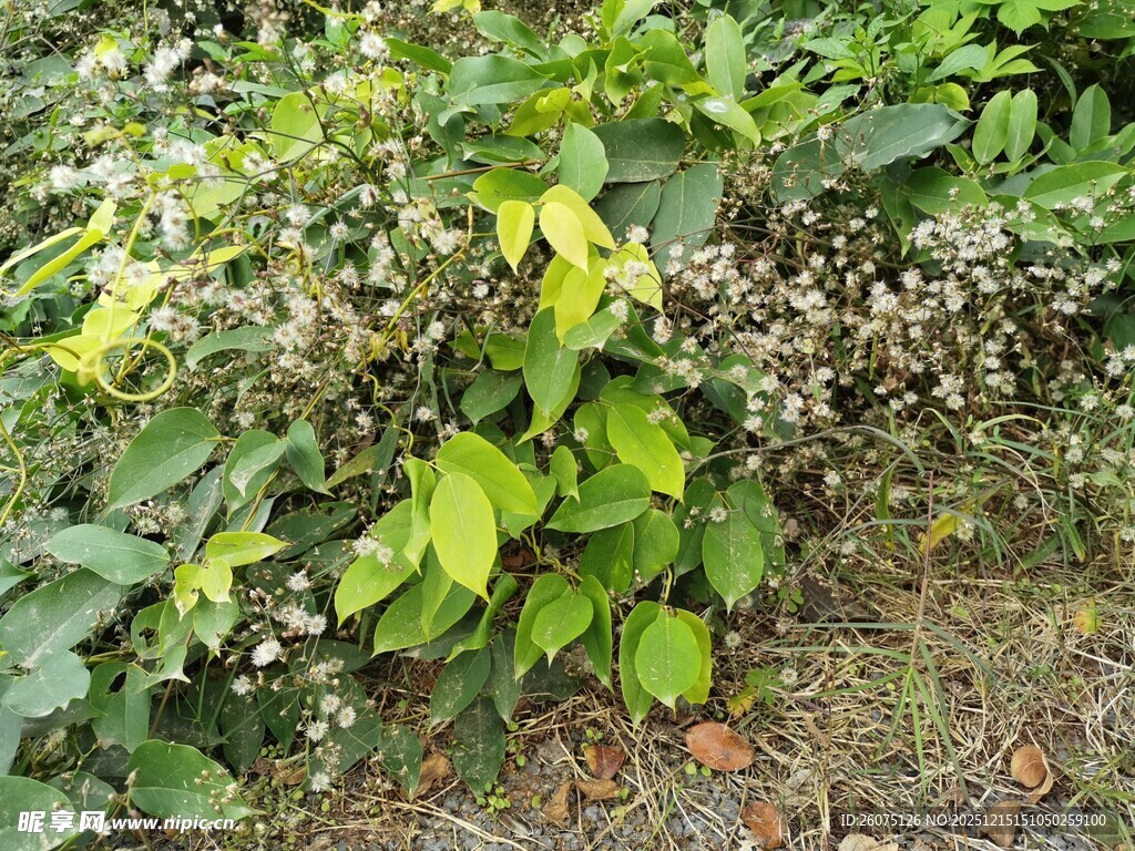 绿叶间的繁茂植物景象
