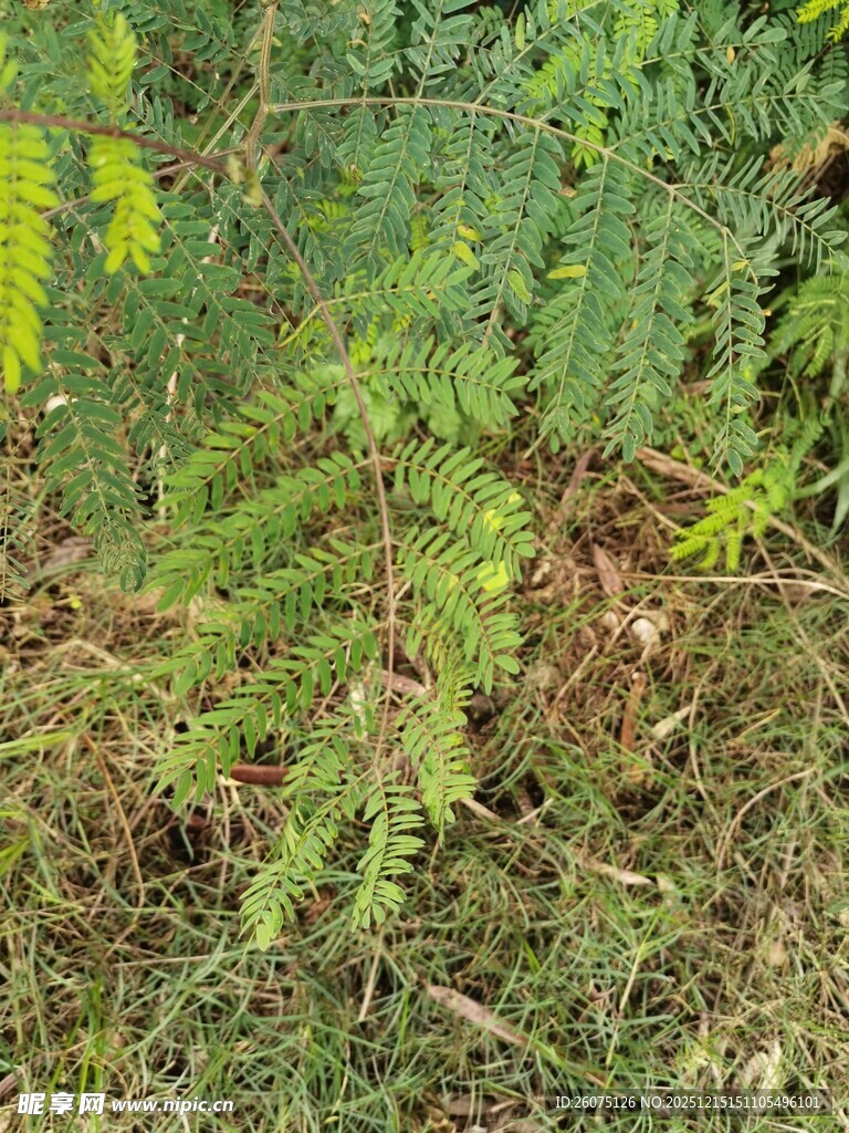 地面上的绿色蕨类植物