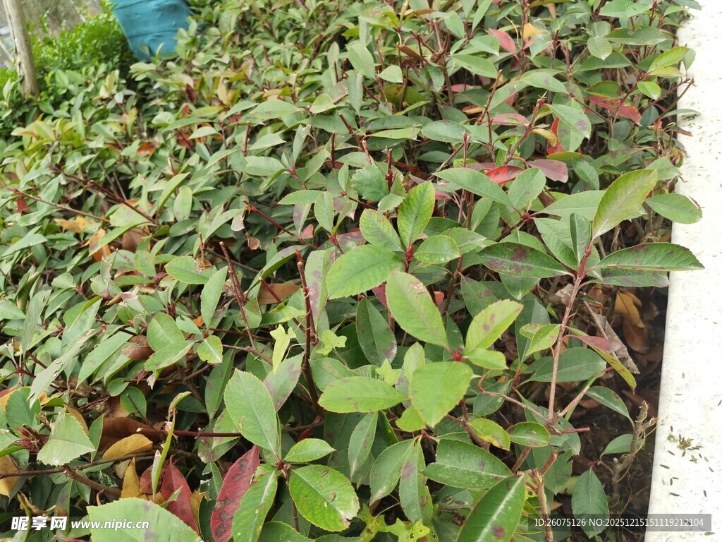 绿叶繁茂的植物景观