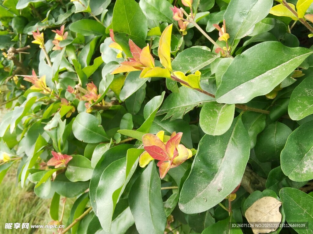 绿叶间的娇艳花朵