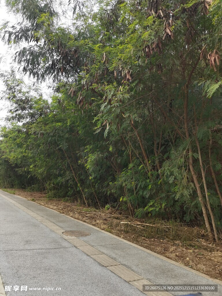 林间柏油路绿意盎然