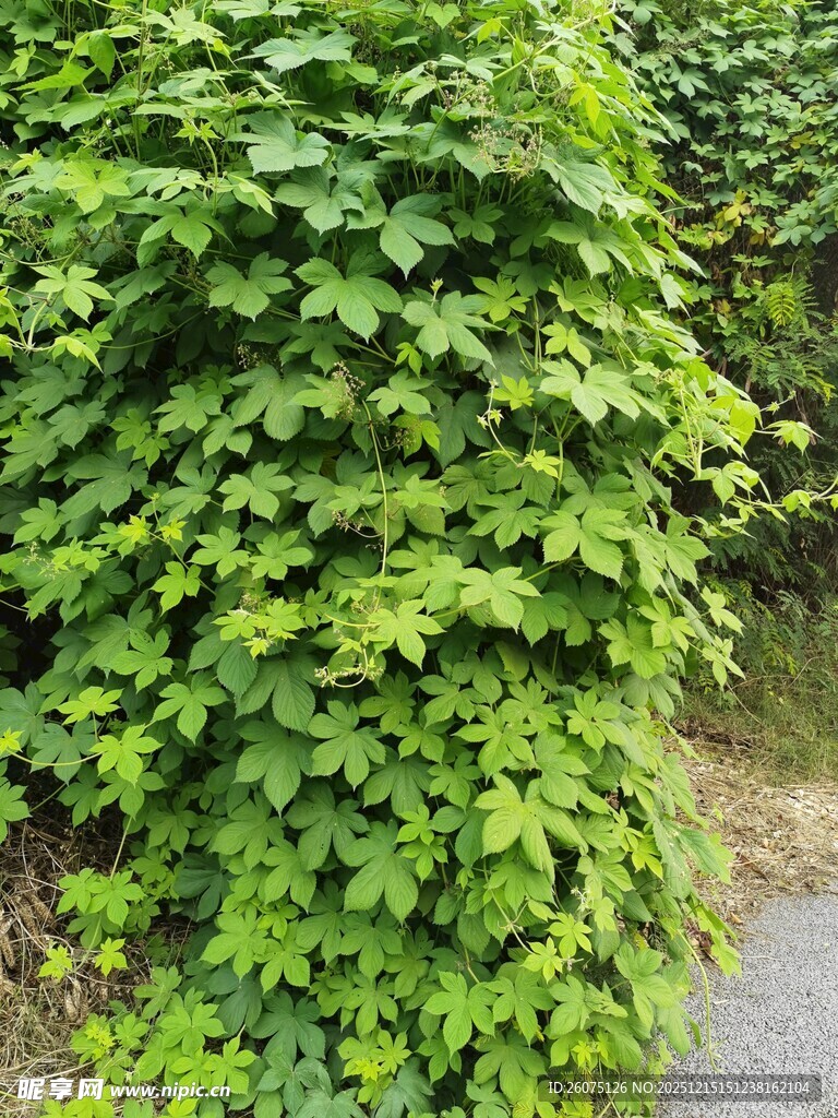 翠绿繁茂的爬藤植物