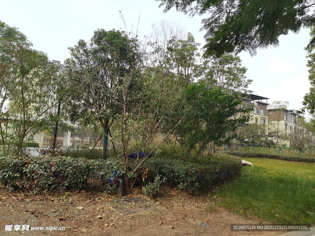 城市中的静谧绿植景观