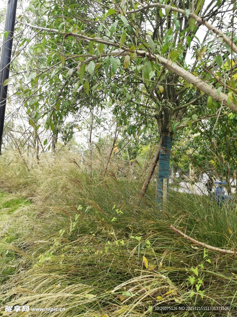 路边繁茂绿植与倾斜树木