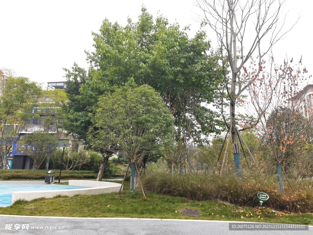 小区内的绿树与道路景观