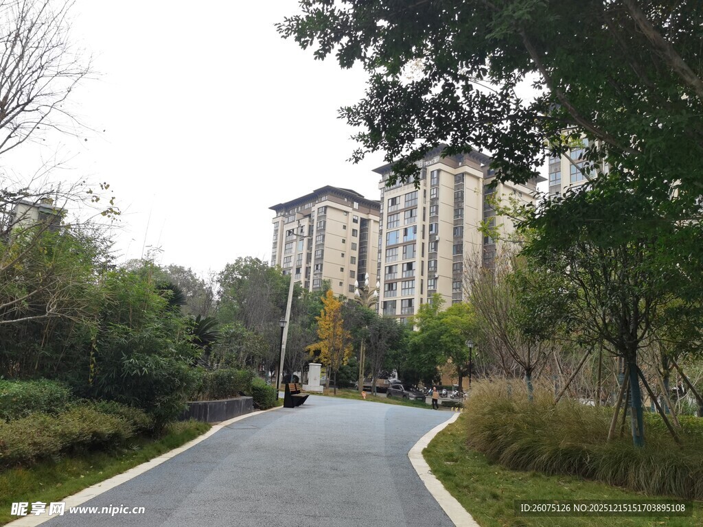 小区内的宁静林荫道路