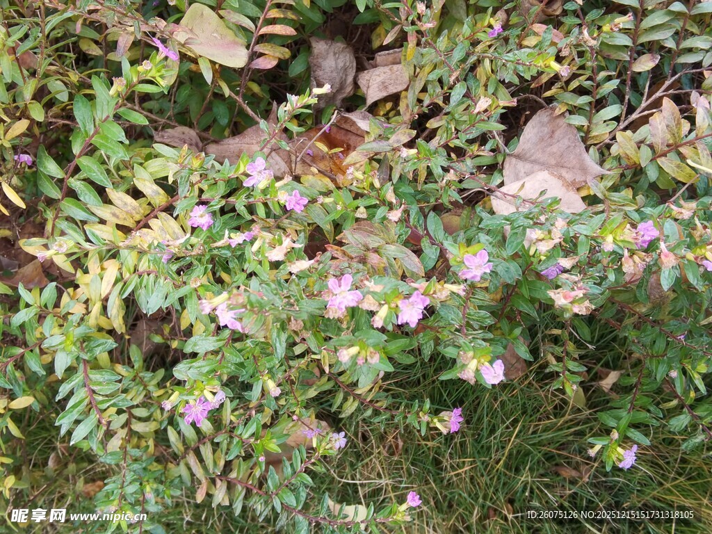草丛中的粉色小花