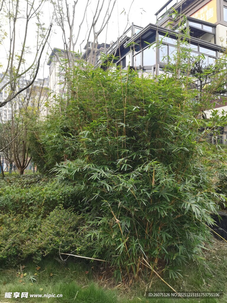 户外繁茂绿植与建筑景观