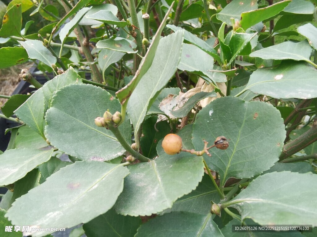 绿叶间的橙色果实