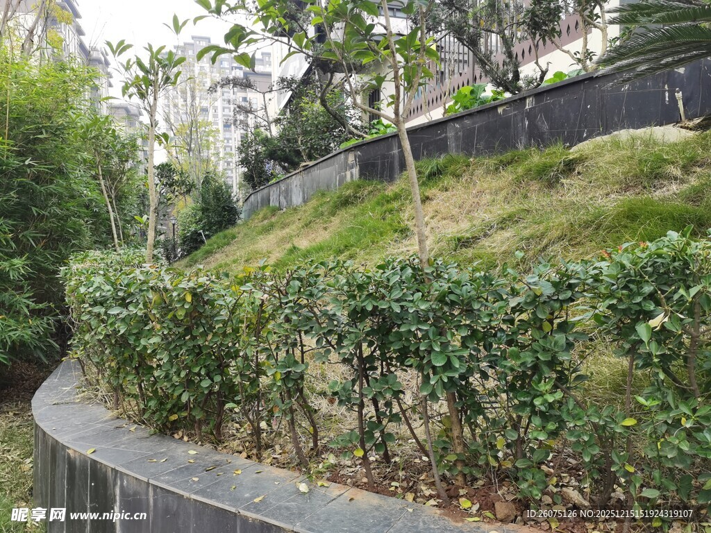 蜿蜒小径旁的绿植景观