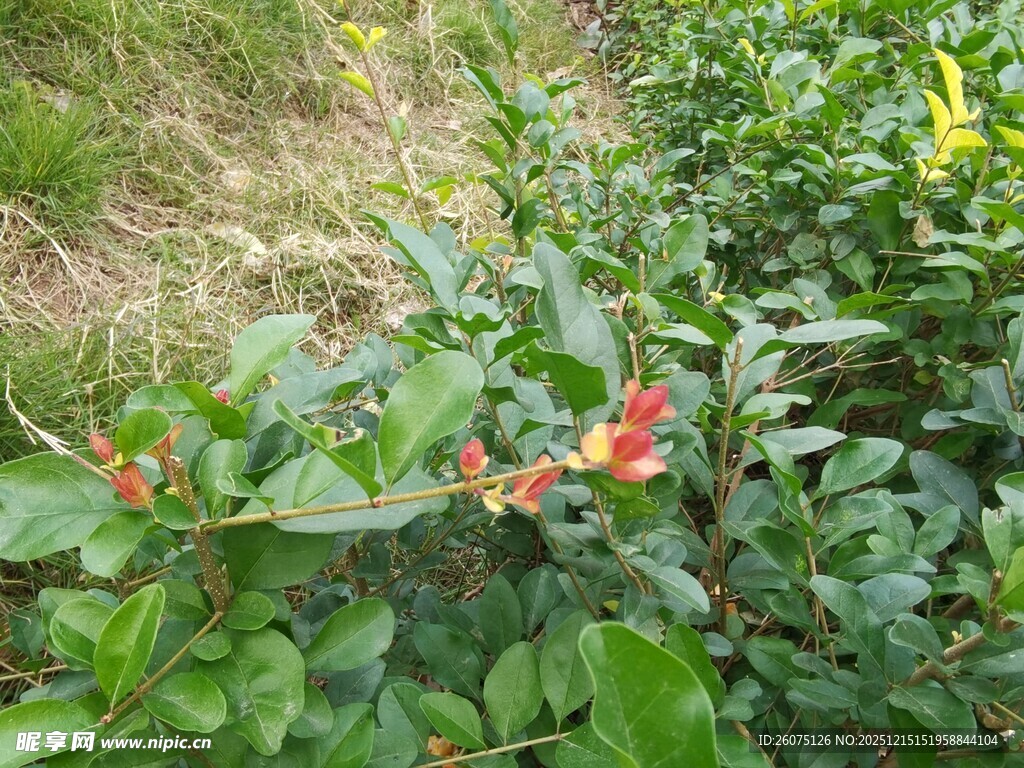 绿叶间的鲜艳花朵