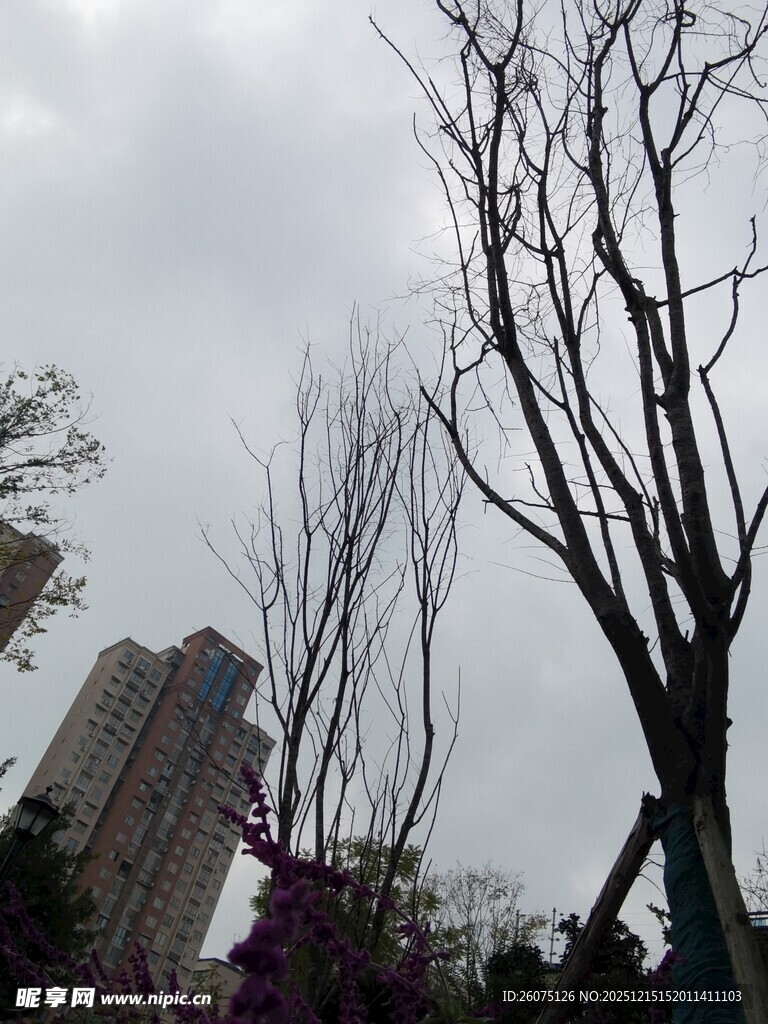 枯树与高楼之下的景象