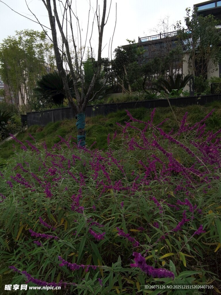 紫色花海中的孤树