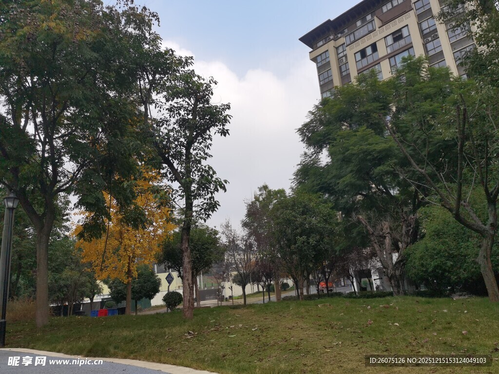 城市公园中的绿意景致