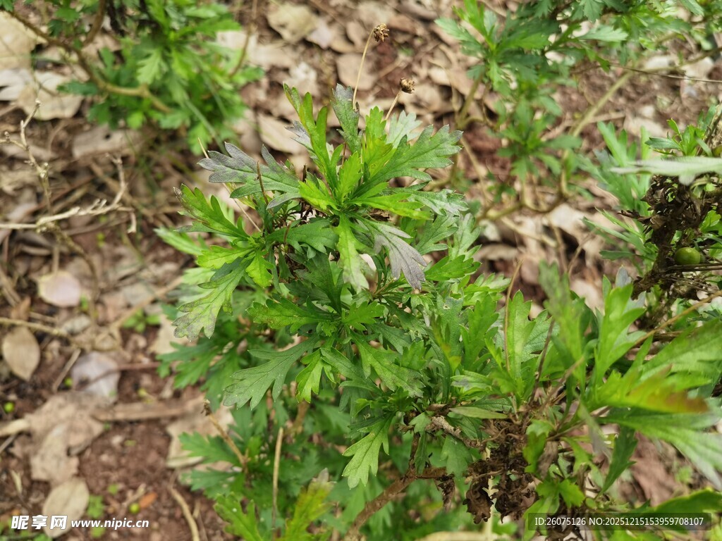野外生长的绿色植物