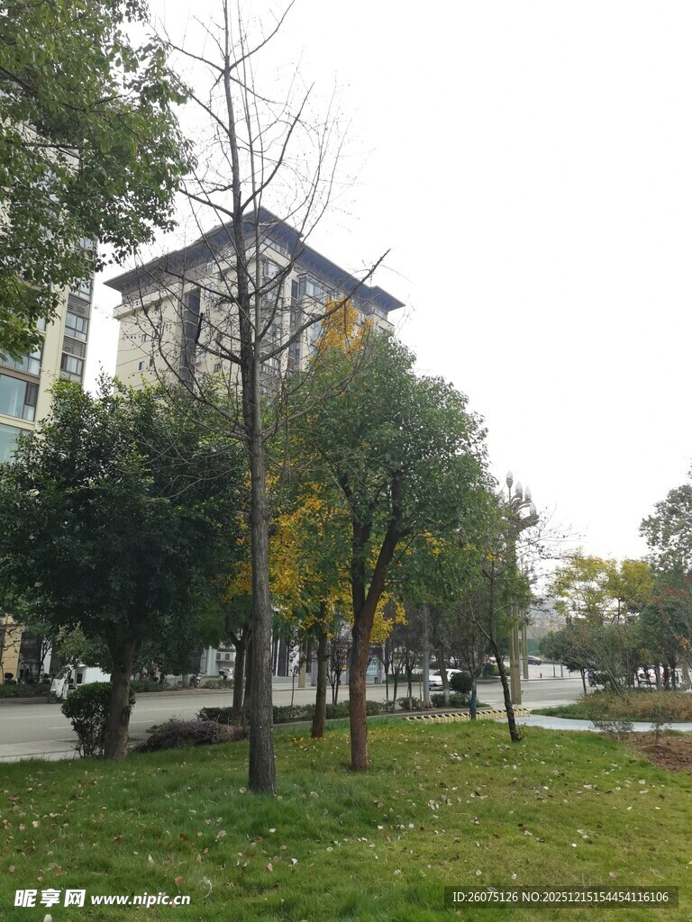 城市公园中的树木与建筑