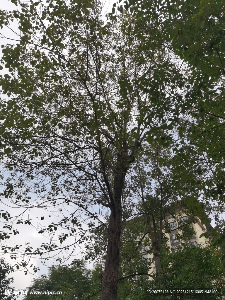 枝头繁花满树的蓬勃景象