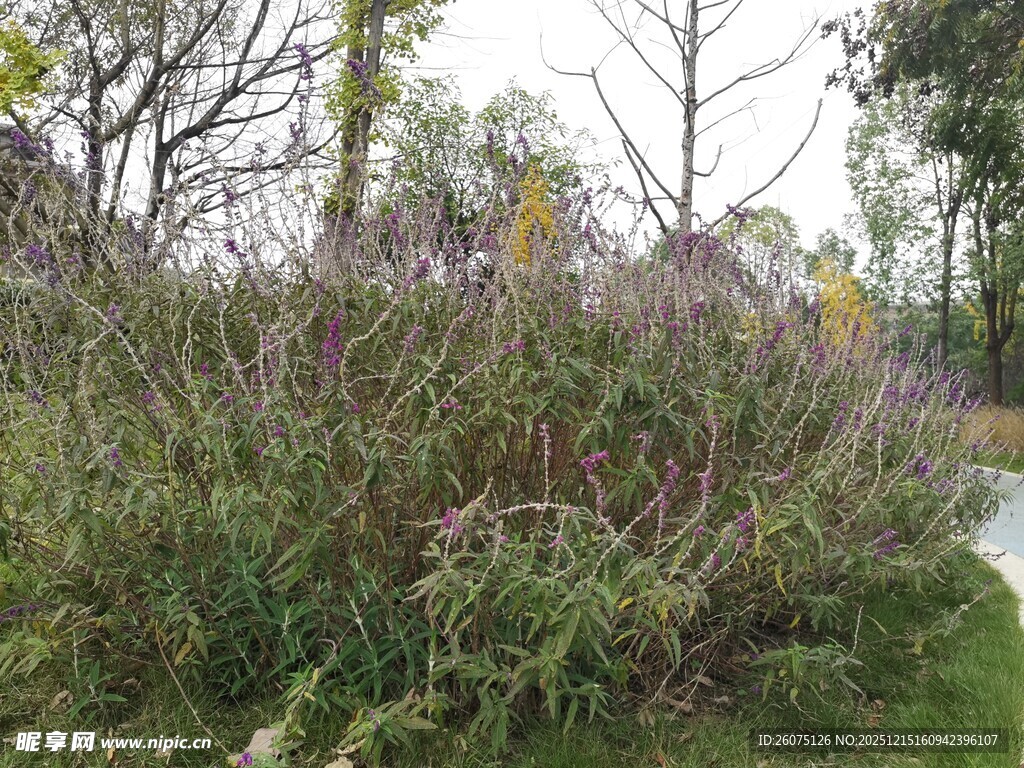 户外繁茂的野生植物景观