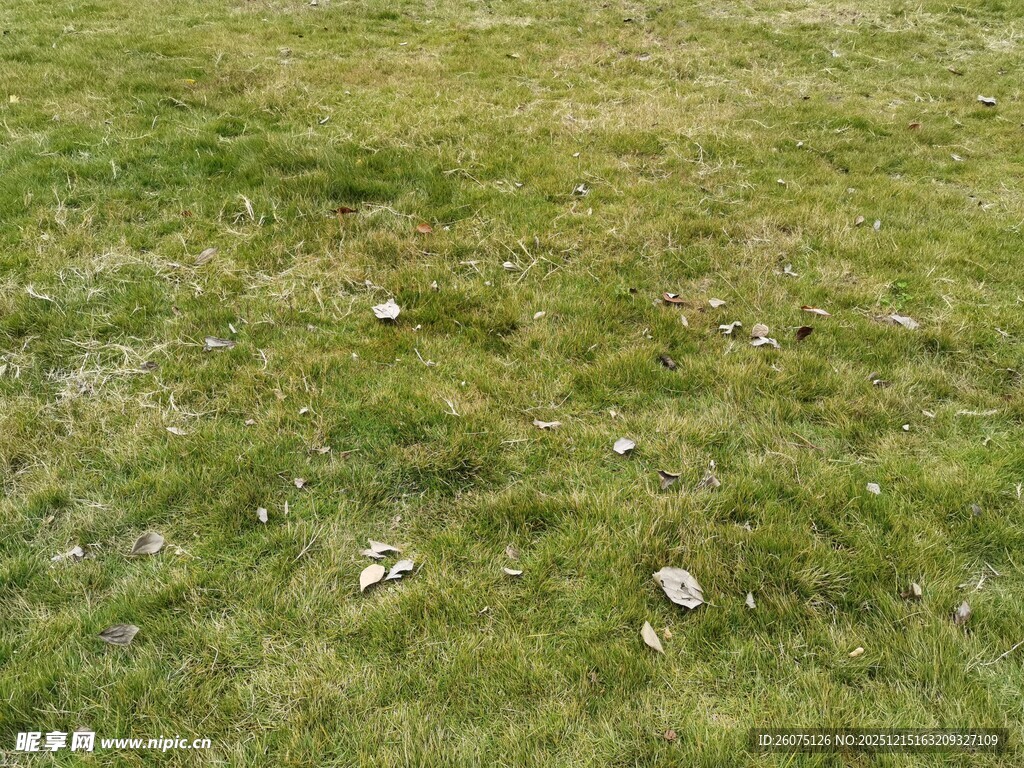 草地中的白色小花