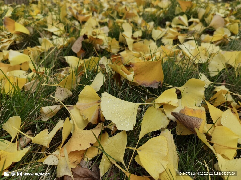 地上金黄银杏落叶美景