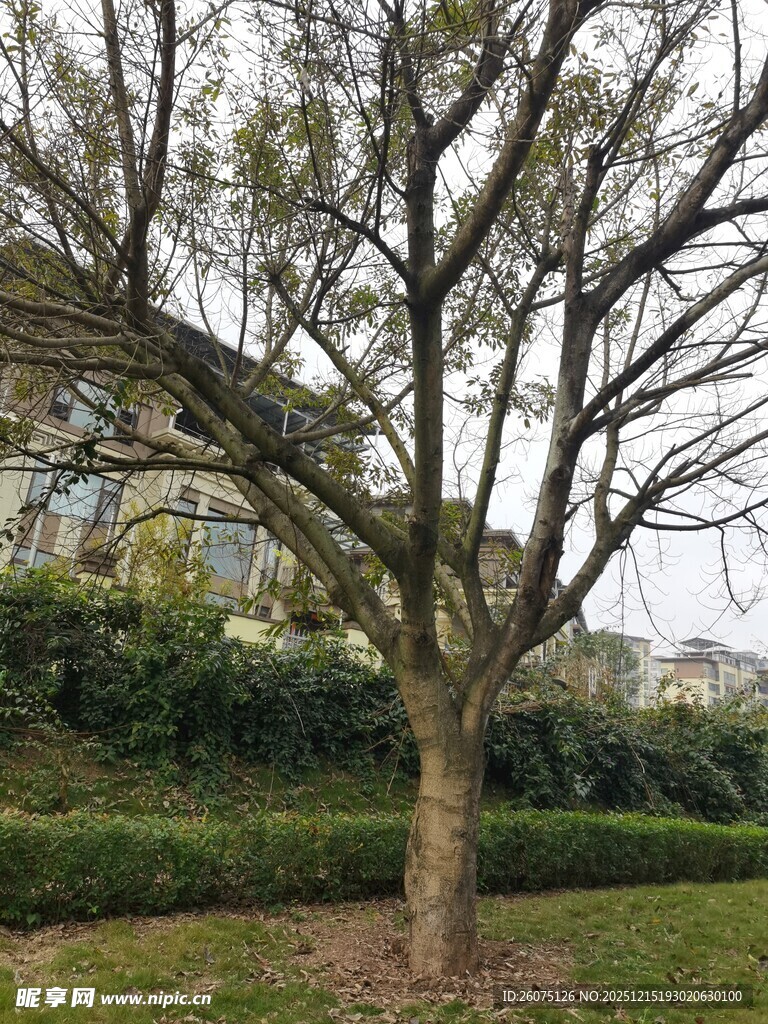 冬日光秃树木与绿植景观