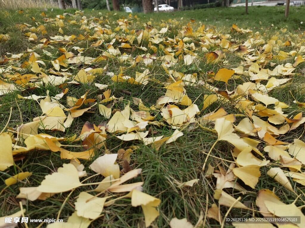 金黄银杏叶铺满翠绿草地