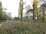 城市一隅的秋日绿植景观