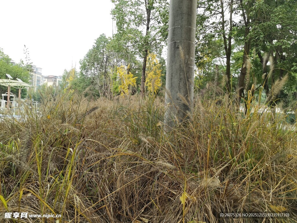 秋日林间杂草丛生景象