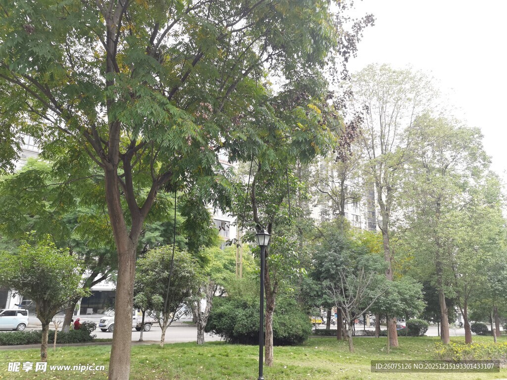 城市中的静谧绿树景观