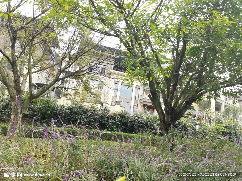 林间绿植环绕的静谧建筑