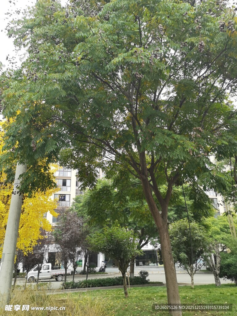 城市公园绿树景观