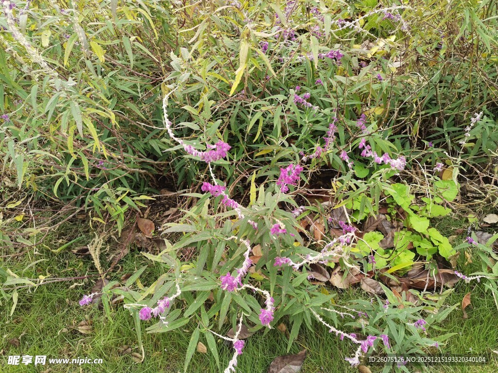 草丛中的紫色野花