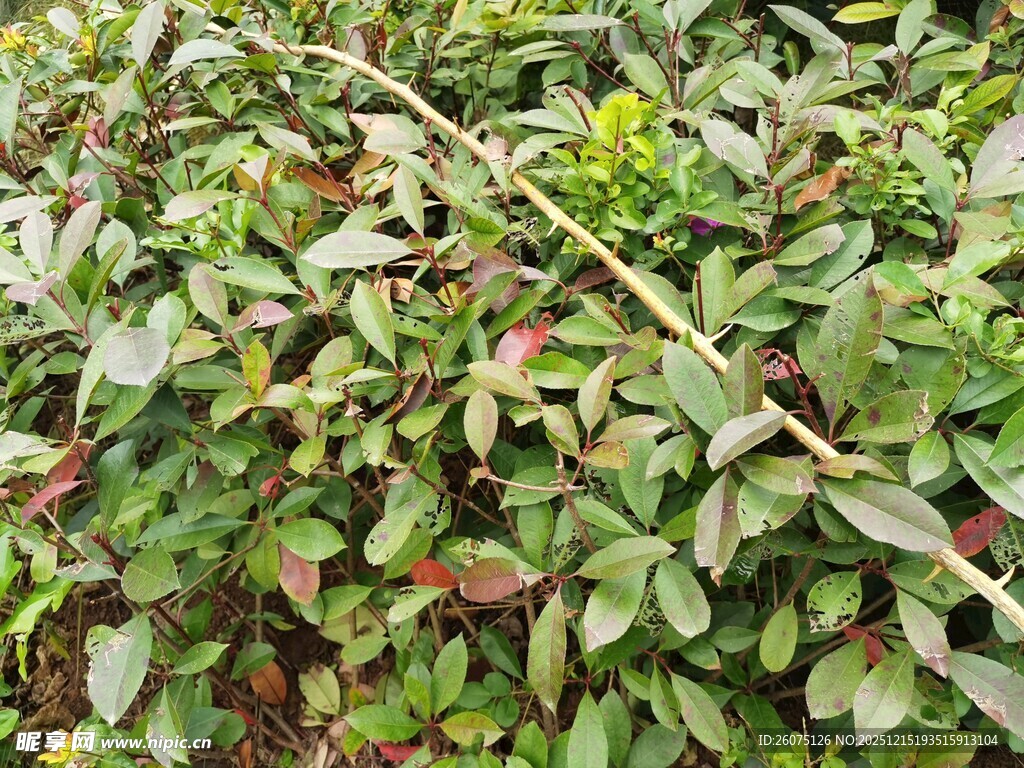 绿叶繁茂的植物景观