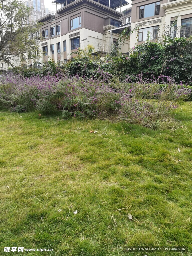 小区绿植环绕的草地景观