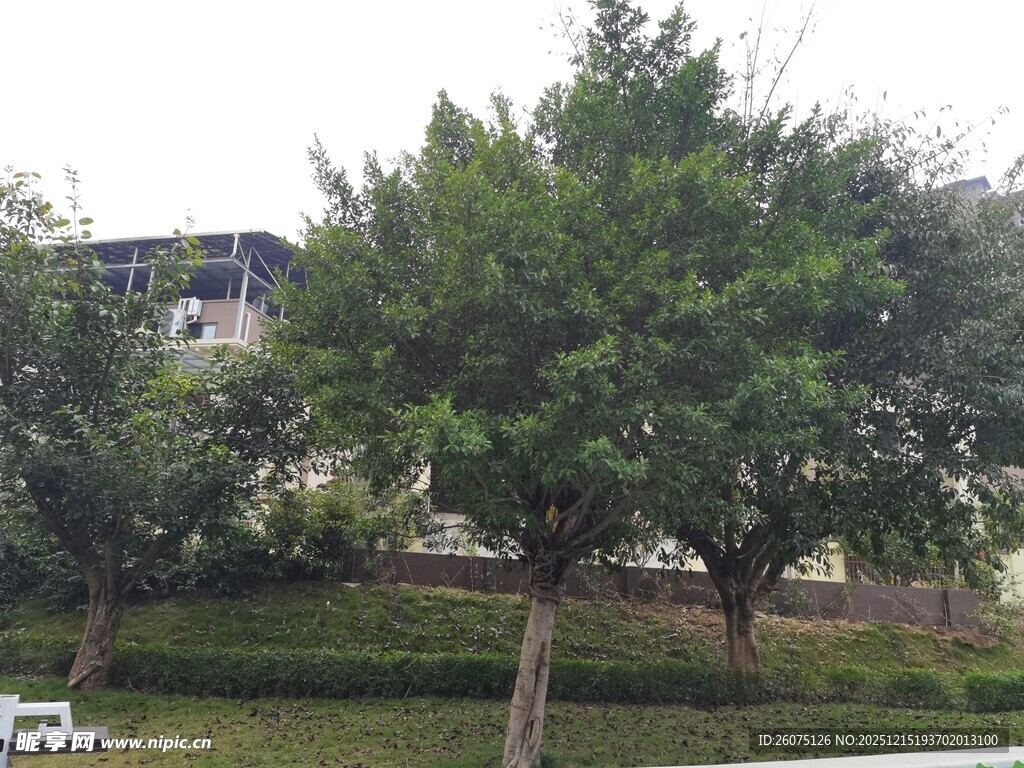 绿树环绕的建筑物景观