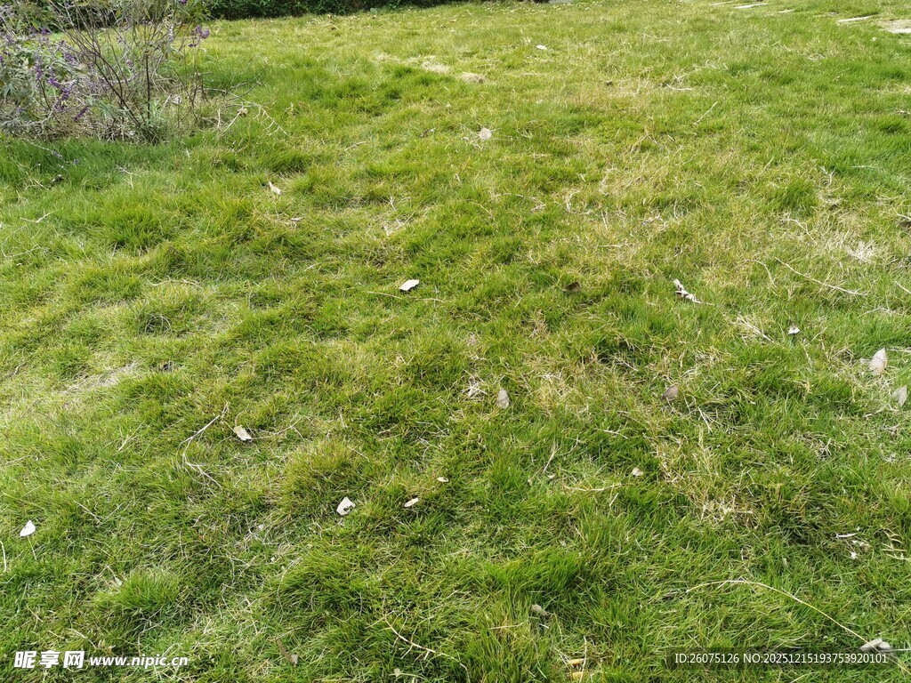 翠绿草地生机盎然的景致