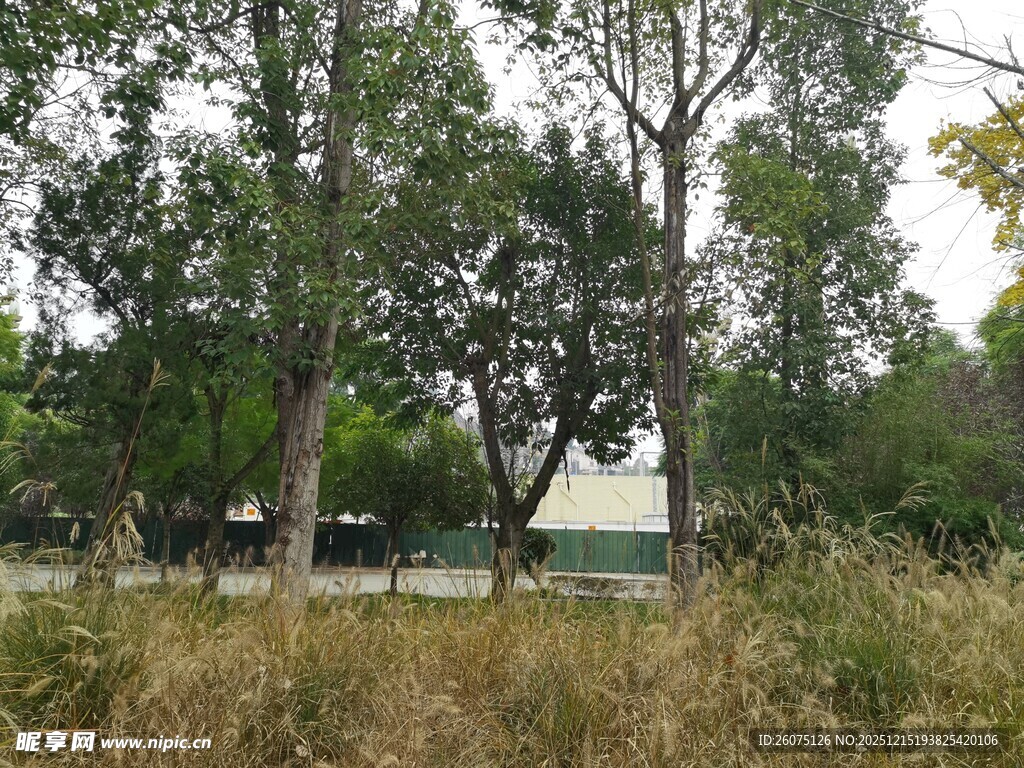 林间草地中的白色建筑