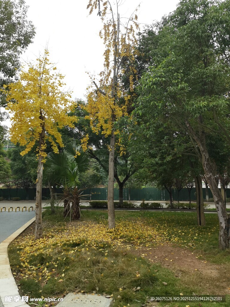 秋日公园树林景致