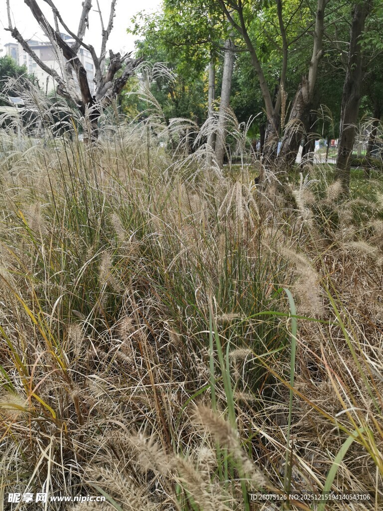 野外茂盛的杂草景观