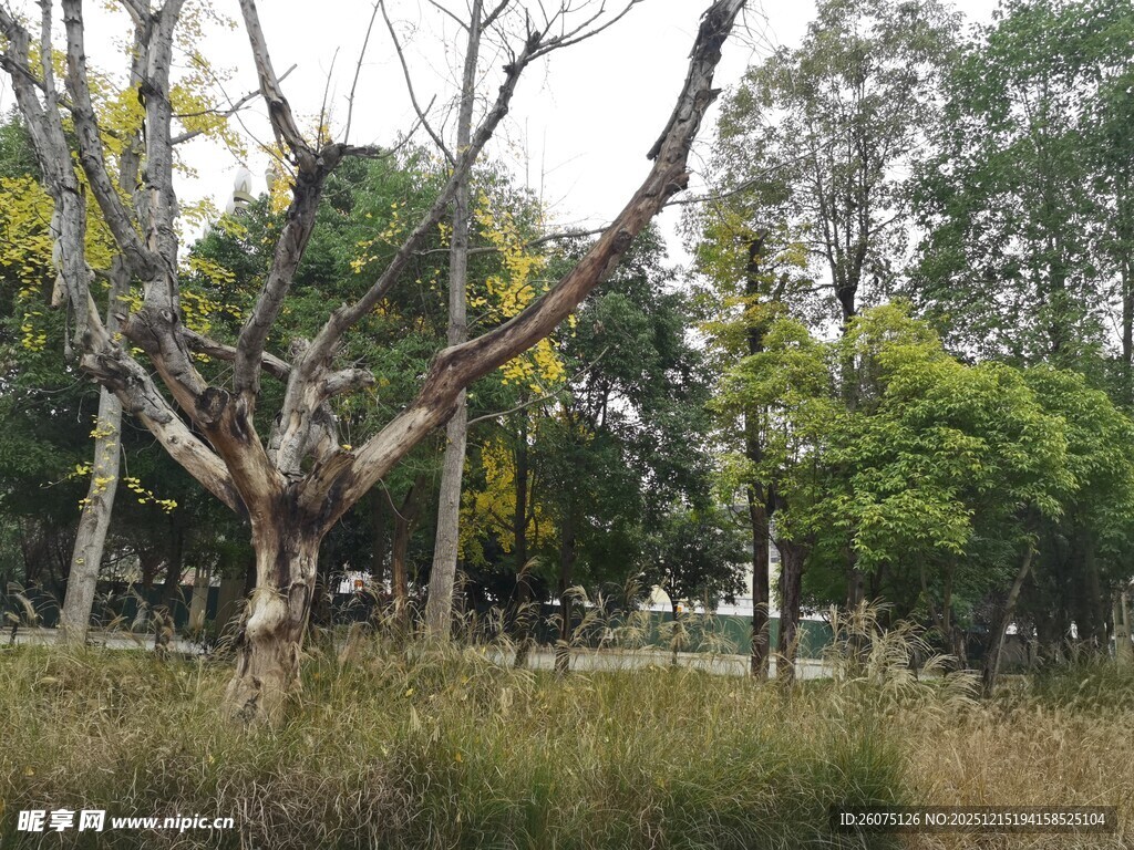 秋日树林中的光秃树木