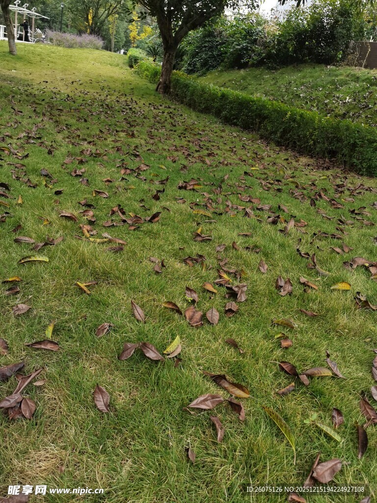 草地散落枯叶景象
